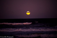 LNO_5194