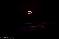 LNO_5198