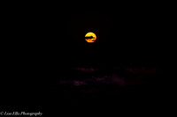 LNO_5199
