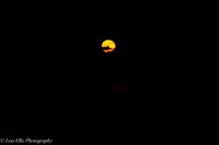 LNO_5203