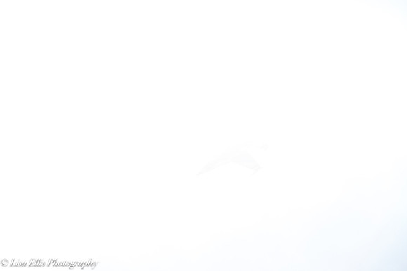 LNE_7177