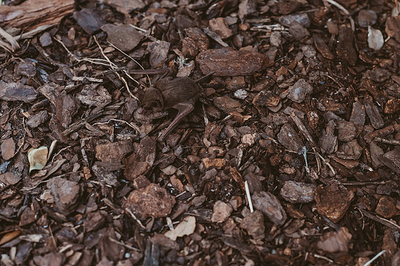 LNO_0051