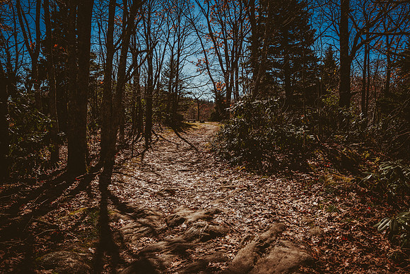 LNO_5991
