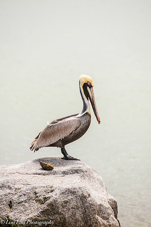 LNO_7206