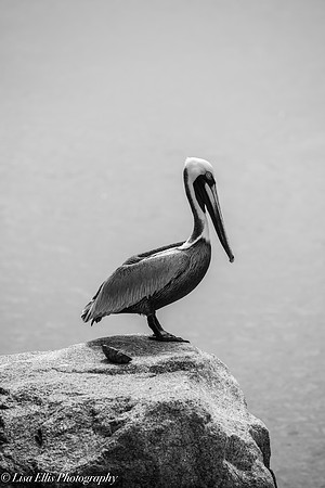 LNO_7208