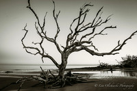 Jekyll Island GA Photographer
