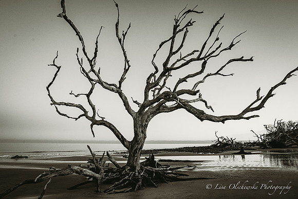 Jekyll Island GA Photographer
